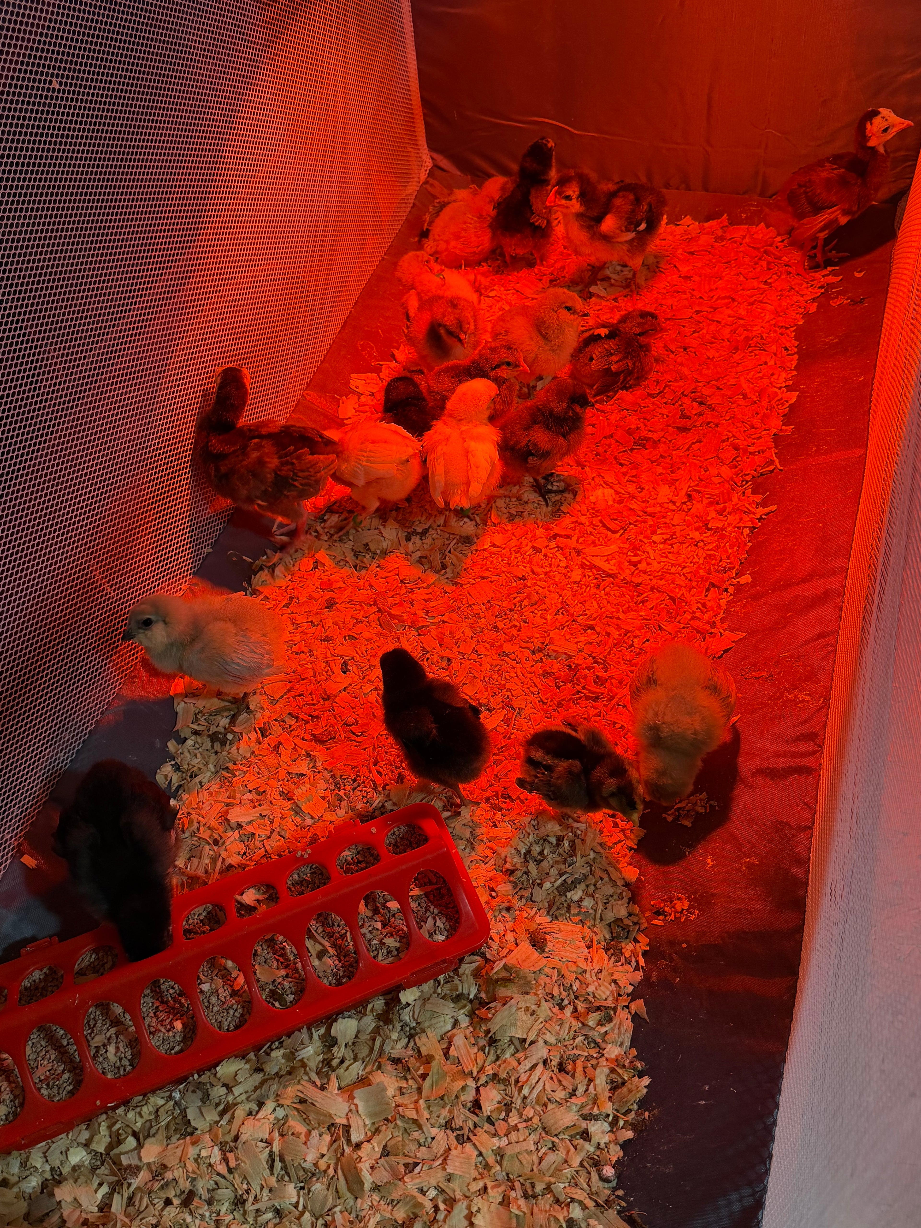 Chicken Ground Feeder (12 or 18 Holes)